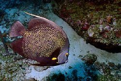 French Angelfish swimming near a wreck in Aruba. Nikonos ... by Matthew Shanley 
